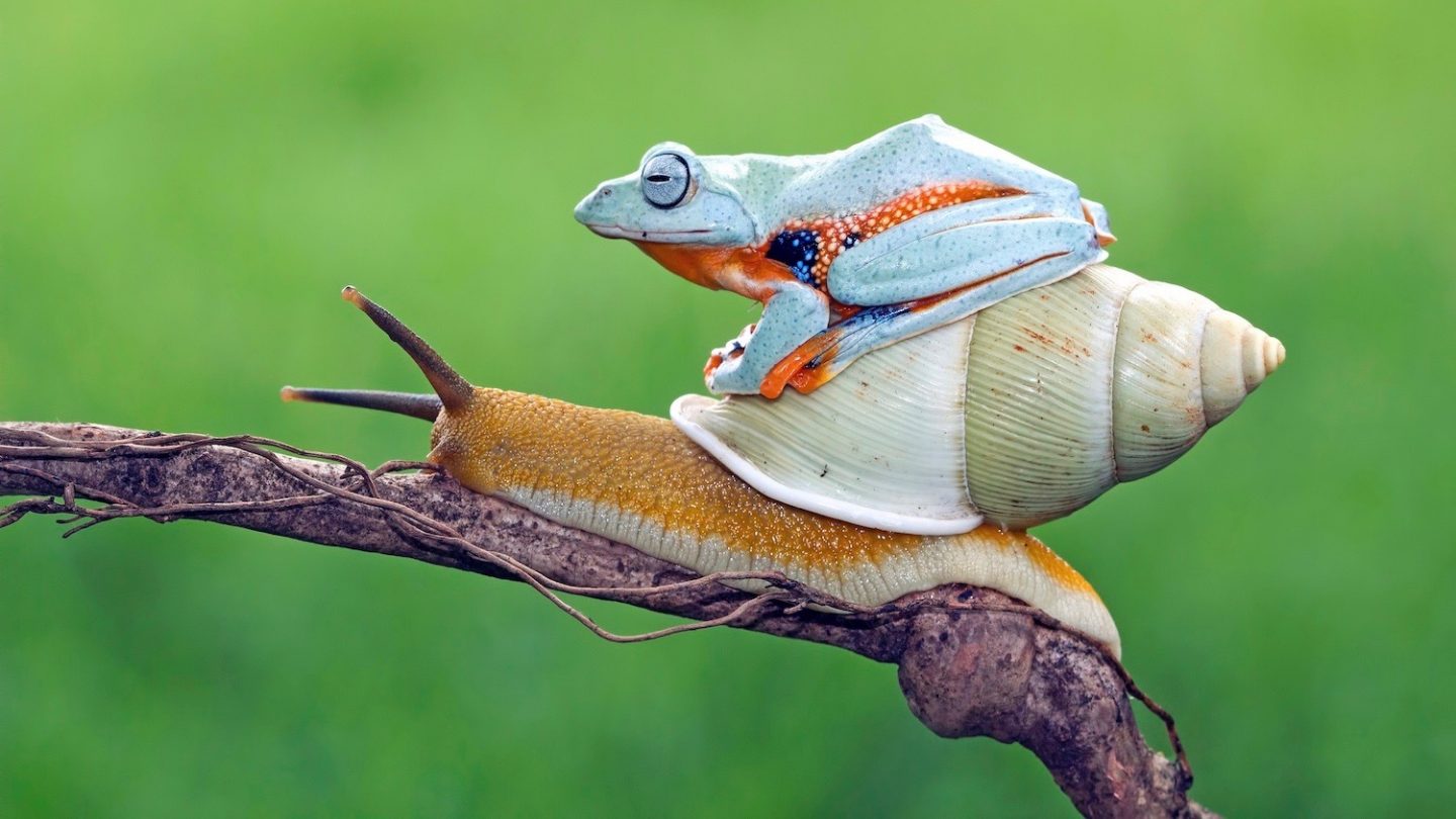 Frog on top of snail